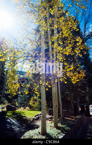 Vail Colorado in autunno poco prima della stagione sciistica con sun flare attraverso l'autunno aspen alberi. Foto Stock