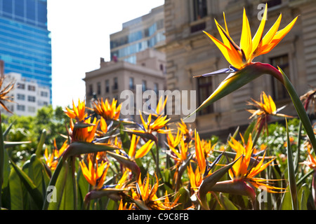 Il vecchio edificio del tesoro e Tesoro giardini su Spring Street a Melbourne in Australia. sul bordo del CBD di Città Foto Stock