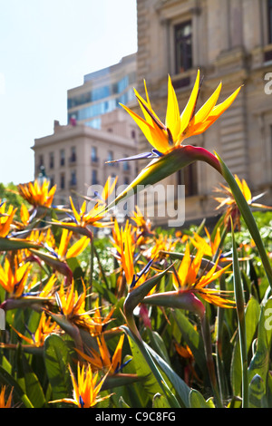 Il vecchio edificio del tesoro e Tesoro giardini su Spring Street a Melbourne in Australia. sul bordo del CBD di Città Foto Stock