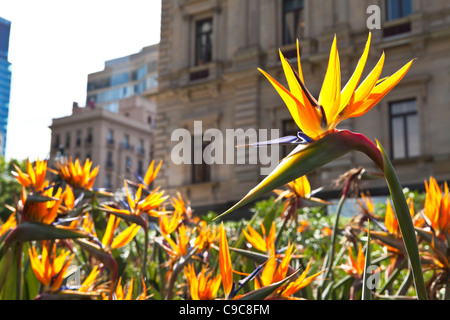 Il vecchio edificio del tesoro e Tesoro giardini su Spring Street a Melbourne in Australia. sul bordo del CBD di Città Foto Stock