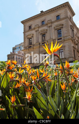 Il vecchio edificio del tesoro e Tesoro giardini su Spring Street nel CBD di Melbourne Australia. Attrazioni di fiori & piantagione Foto Stock