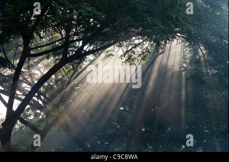 I raggi di luce attraverso gli alberi di fumo nelle aree rurali campagna indiana. Andhra Pradesh, India Foto Stock