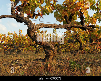 Una Veduta autunnale di vigneti che crescono in un vigneto a Vaison-la-Romaine, Vaucluse Provence, Francia. Foto Stock