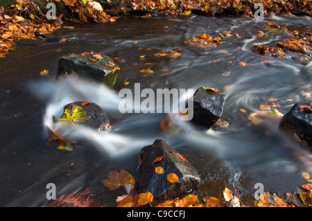 Bentley Brook Flowing su rocce ricoperte con foglie di autunno nella valle Lumsdale nel distretto di Peak Derbyshire Foto Stock