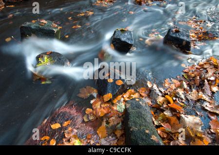 Bentley Brook Flowing su rocce ricoperte con foglie di autunno nella valle Lumsdale nel distretto di Peak Derbyshire Foto Stock