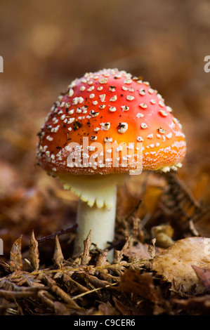 Un unico rosso con macchie bianche Fly Agaric funghi - amanita muscaria Foto Stock