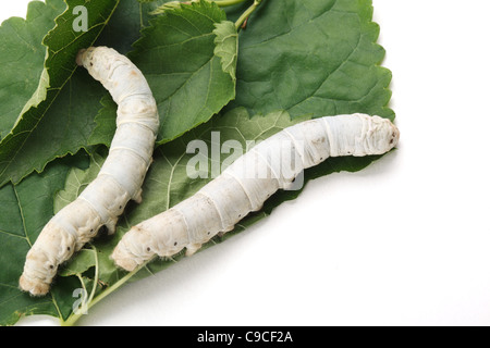 Worm di seta mangiare mulberry foglia verde Foto Stock