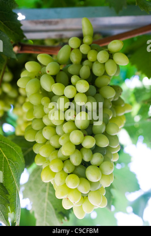 Coltivazione di uva sulla vite Foto Stock