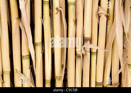 Texture di canna utilizzata come recinto o il tettuccio apribile nel Mediterraneo Foto Stock