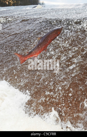 Salmone atlantico, Salmo salar saltando a monte alla Ettrick acqua cauld, Philiphaugh, Selkirk, Scotland, Regno Unito Foto Stock