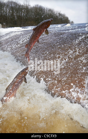 Salmone atlantico, Salmo salar saltando a monte alla Ettrick acqua cauld, Philiphaugh, Selkirk, Scotland, Regno Unito Foto Stock