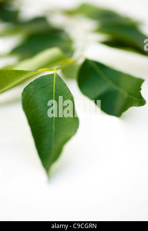 Fresche foglie di curry Foto Stock