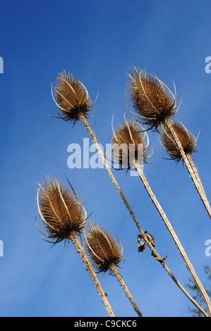 Essiccato teasel teste e cielo blu nella campagna inglese Foto Stock