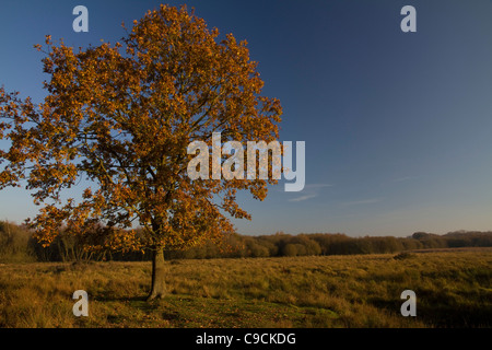 Un autunno quercia sorge immerso in golden tardo pomeriggio luce solare a Redgrave & Lopham Fen nella riserva naturale del Suffolk, Inghilterra Foto Stock