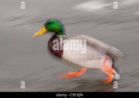 Mallard duck drake in esecuzione su laguna gelata in inverno- Victoria, Isola di Vancouver, British Columbia, Canada. Foto Stock