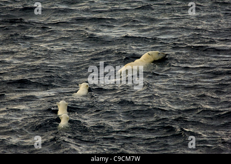 Tre giovani Polar Bear cubs (Ursus maritimus) nuoto dopo la loro madre nel mare, Freemansundet (tra Barentsøya e Edgeøya), arcipelago delle Svalbard, Norvegia Foto Stock