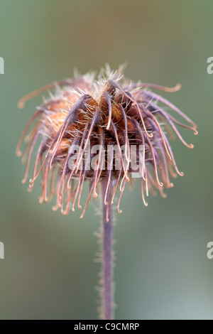 Legno Avens o erbe Bennett; Geum urbanum; Regno Unito Foto Stock