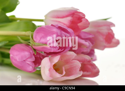 Rosa fresca tulipani bouquet , close up shot Foto Stock
