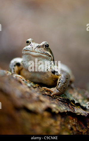 Rana seduta sul log in foresta. Profondità di campo Foto Stock
