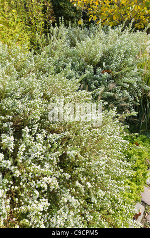 Heath Aster (Aster ericoides 'schneetanne') Foto Stock