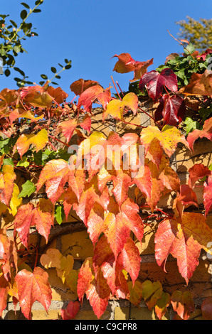 Giapponese (superriduttore parthenocissus tricuspidata) Foto Stock