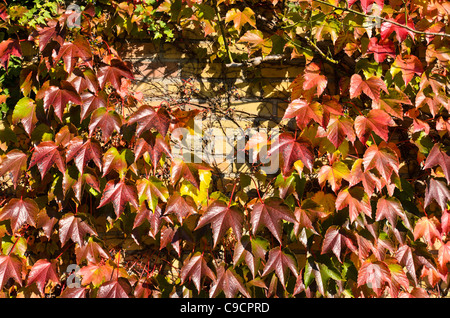 Giapponese (superriduttore parthenocissus tricuspidata) Foto Stock