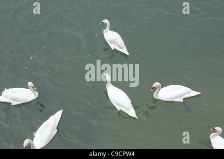 Cigni nel fiume arun Foto Stock