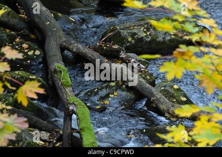 Norvegia (acero Acer platanoides) in corrispondenza di un ruscello di montagna, bode la riserva naturale Valle, Germania Foto Stock