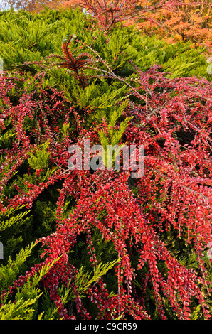 Tempio ginepro (Juniperus sabina tamariscifolia "") e a lisca di pesce (cotoneaster cotoneaster horizontalis) Foto Stock