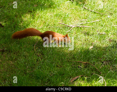 Scoiattolo rosso presso British Centro faunistico Foto Stock