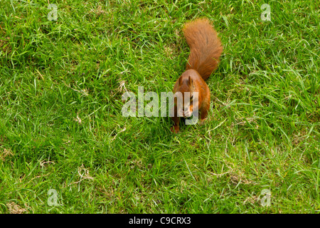 Scoiattolo rosso presso British Centro faunistico Foto Stock