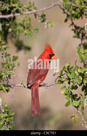 Il Cardinale settentrionale, Cardinalis cardinalis, alla ricerca di acqua e sollievo dal caldo estivo, su un ranch in Texas del Sud. Foto Stock