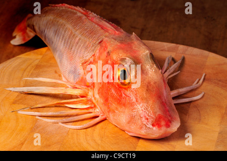 Red Gurnard sul tagliere Foto Stock