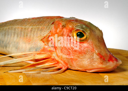 Red Gurnard sul tagliere Foto Stock