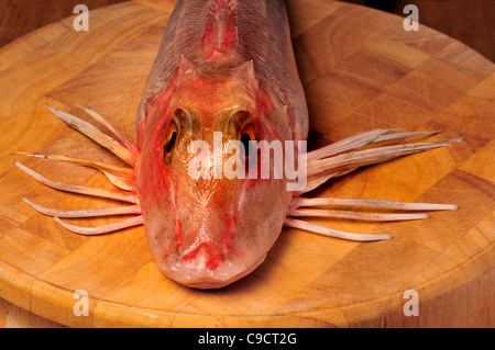 Red Gurnard sul tagliere Foto Stock