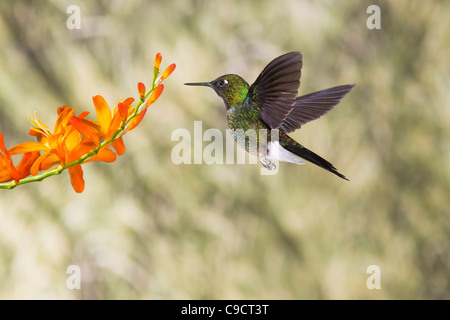 Tormalina Sunangel hummingbird, Eliangelus exortis, nutrendo su Montbretia fiorisce al Guango Lodge in Ecuador. Foto Stock