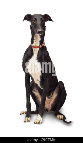 Levriero cane, 18 mesi di età, seduto di fronte a uno sfondo bianco Foto Stock