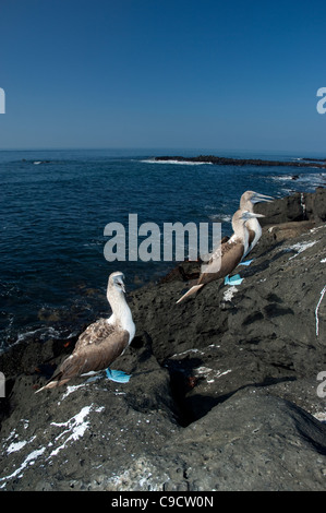 Blu-footed Boobies (Sula nebouxii) Foto Stock