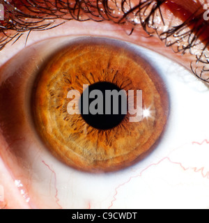 Close up macro occhio di iris a sfera e allievo Foto Stock