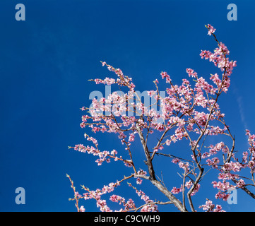 Fiori di pesco. Foto Stock
