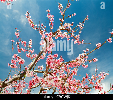 Crimson gold pesche noci . Fiorisce sui rami Foto Stock