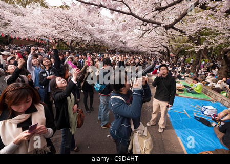 Giappone, Tokyo, il parco Ueno, Hanami cherry blossom la visualizzazione di parti sotto gli alberi di ciliegio in piena fioritura, gruppo di turisti cinesi Foto Stock
