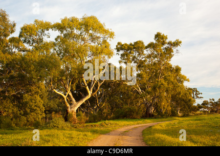 Fiume Red Gums (Eucalyptus camaldulensis) in Burra Creek Gorge vicino a Burra in Sud Australia Foto Stock