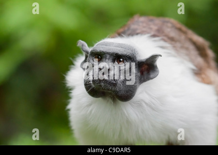 Saguinus bicolor Foto Stock