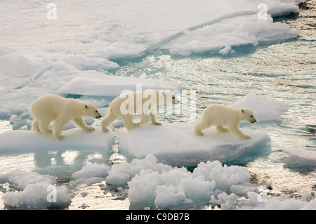 Tre giovani Polar Bear cubs (Ursus maritimus) camminando sulla deriva di galleggianti di ghiaccio, Freemansundet (tra Barentsøya e Edgeøya), arcipelago delle Svalbard, Norvegia Foto Stock