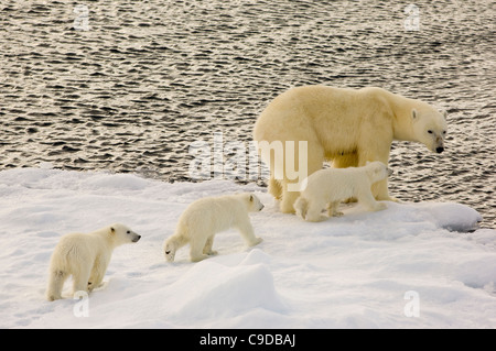 Femmina orso polare (Ursus maritimus) con tre giovani cubs sulla deriva di galleggianti di ghiaccio, Freemansundet (tra Barentsøya e Edgeøya), arcipelago delle Svalbard, Norvegia Foto Stock