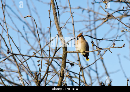 Un divertente waxwing siede su un ramo di albero in autunno giardino sul cielo blu sullo sfondo Foto Stock