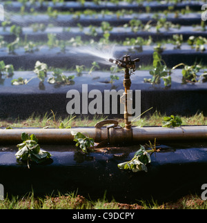 Irrigando piantate le fragole su letti di rilievo ricoperti di plastica. Foto Stock