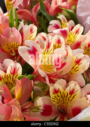 Alstromerias, Close Up Foto Stock