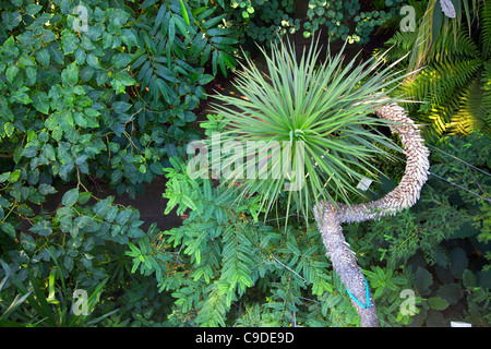 Vista aerea di alberi e piante in casa temperate a Kew Gardens - Vista dalla galleria interna Foto Stock
